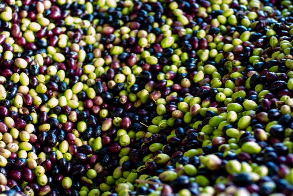 Olives colourful in the press for production olive oil.